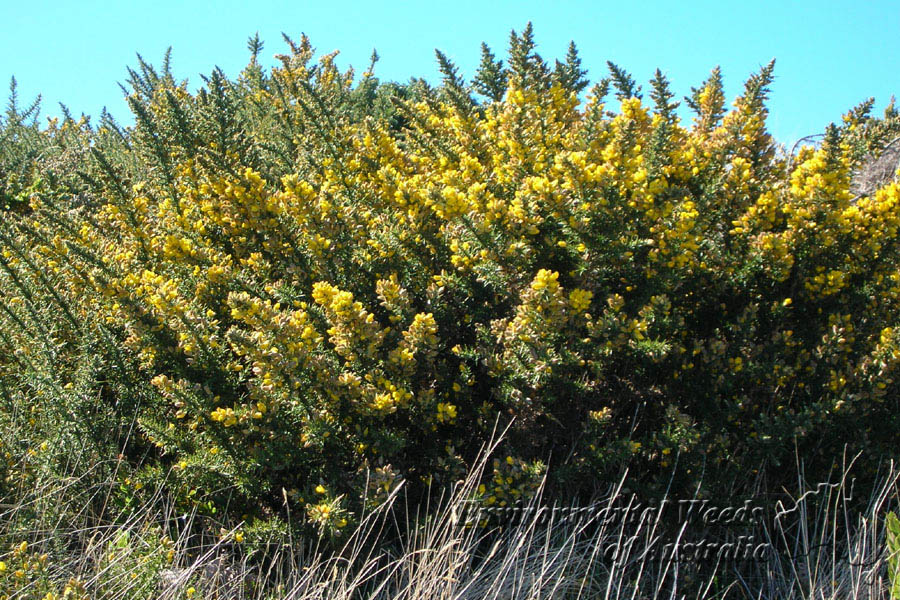common gorse 